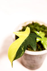 Philodendron florida beauty